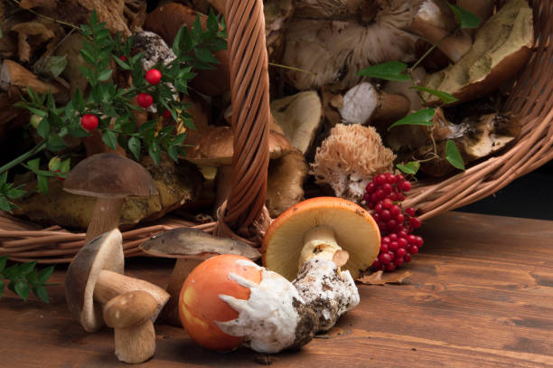 istock Variety of mushrooms 1041594002