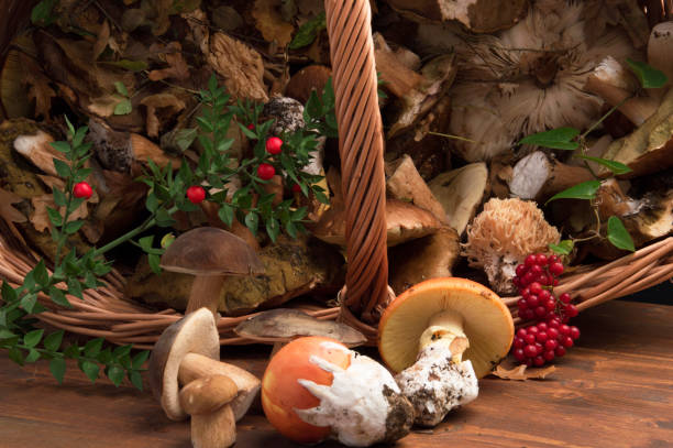 istock Variety of mushrooms 1041594024