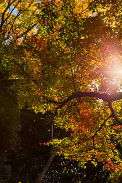 istock Japanese maple and autumn leaves 1041597486