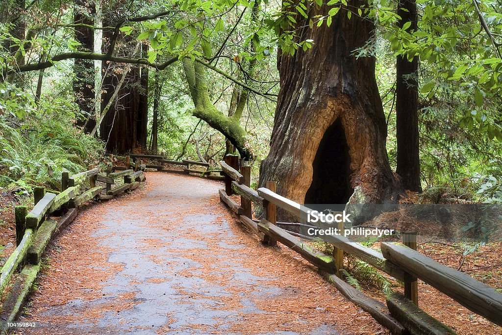 뮤어 우즈 경로만 - 로열티 프리 미국 삼나무 스톡 사진