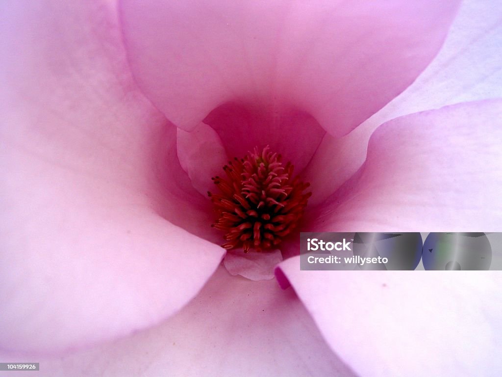 Cœur de magnolia - Photo de Fleur - Flore libre de droits