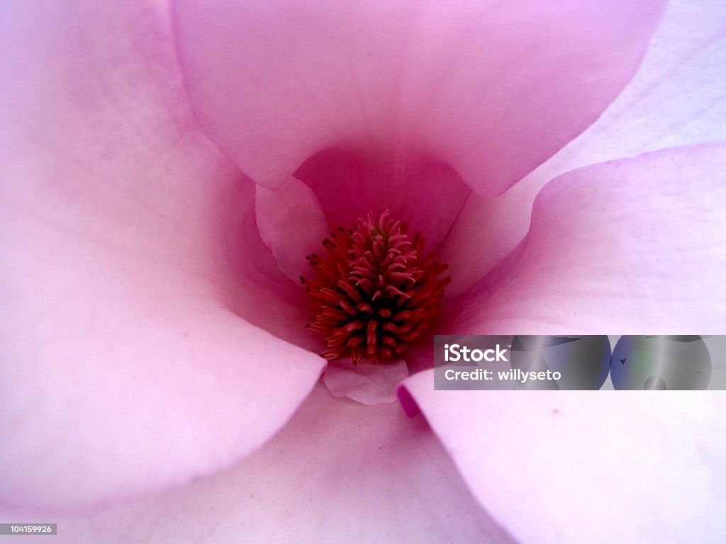 Cuore di magnolia - Foto stock royalty-free di Close-up