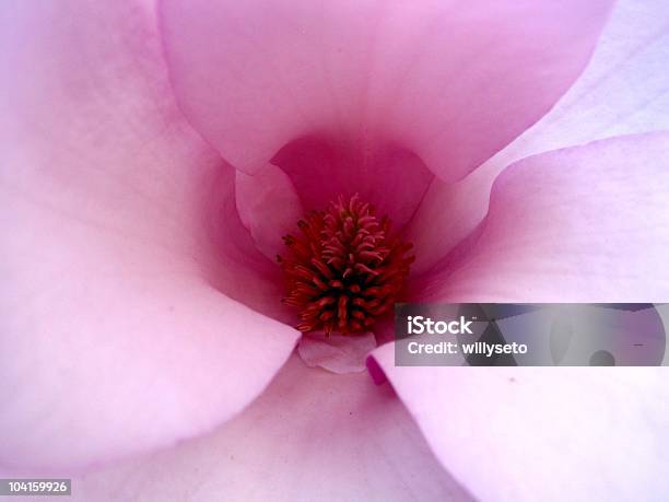 Cuore Di Magnolia - Fotografie stock e altre immagini di Close-up - Close-up, Composizione orizzontale, Fiore