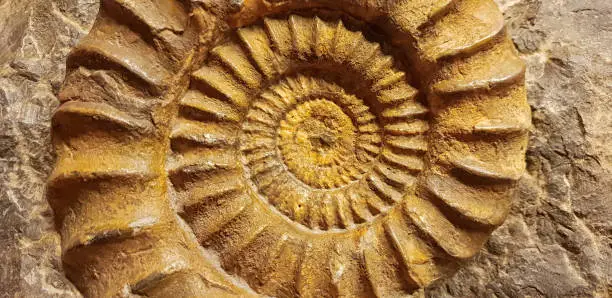 Close up of ammonite - fossil found in Dolomites