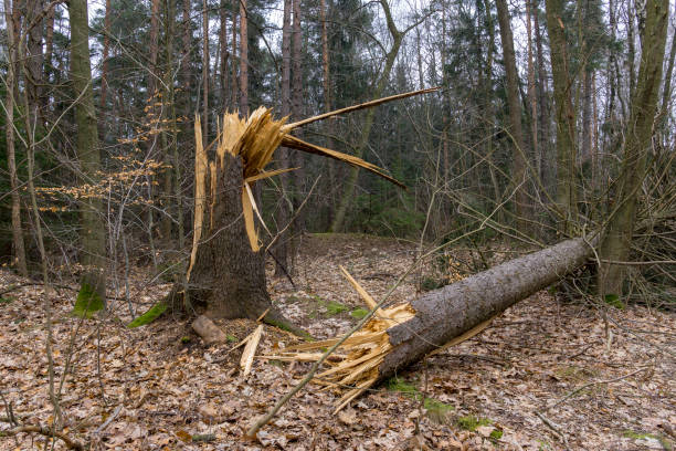 istock Toppled trees in the forest 1041610264