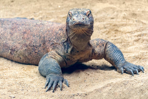 Komodo dragon in sandy ambiance
