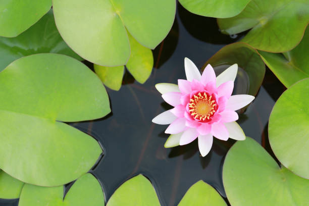 istock Pink lotus in the pool. 1041615090