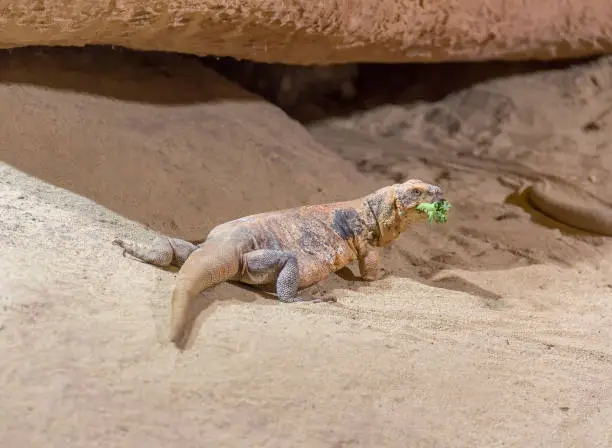 lizard named common chuckwalla in desert ambiance