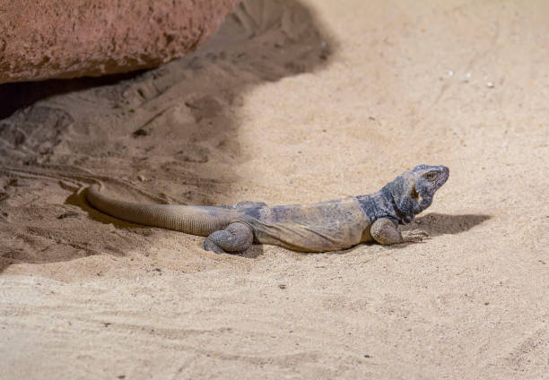 chuckwalla in desert ambiance lizard named common chuckwalla in desert ambiance sauromalus ater stock pictures, royalty-free photos & images