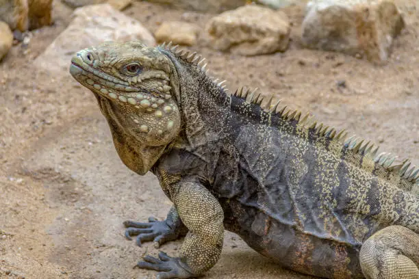 Photo of Cuban rock iguana in desert ambiance