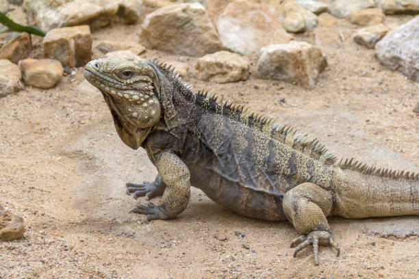 istock Cuban rock iguana in desert ambiance 1041615482
