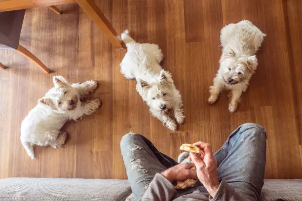 Dogs begging for food: pack of three hungry west highland white westie terriers watching man eat panini sandwich for lunch at home on couch