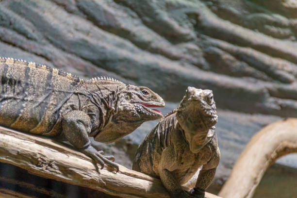 istock Cuban rock iguanas in stony ambiance 1041615964