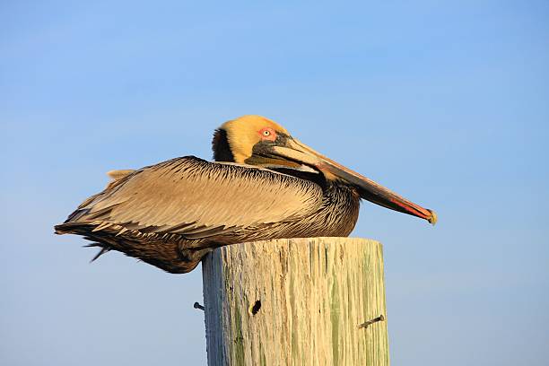 Brown Pelican Resting Atop Post  brown pelican stock pictures, royalty-free photos & images