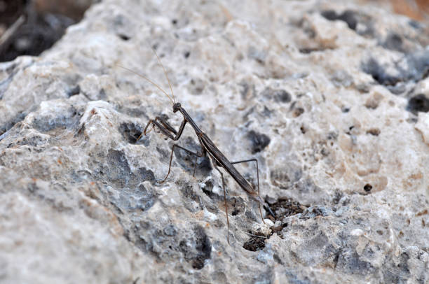 istock mute gray mantis on a large rock 1041619262