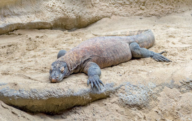 istock Komodo dragon in desert ambiance 1041619608