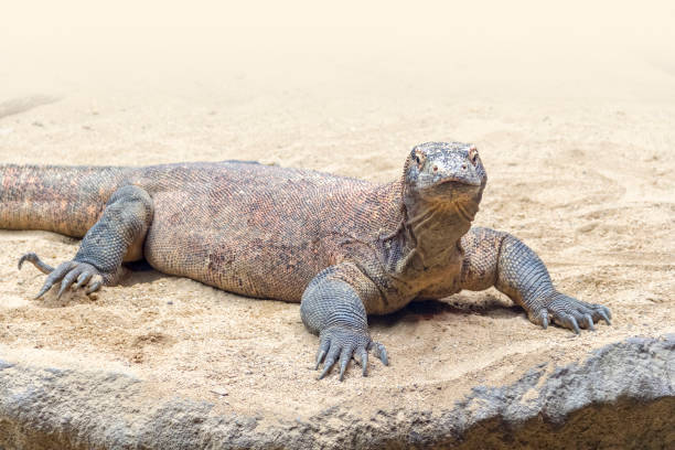 istock Komodo dragon in desert ambiance 1041619666