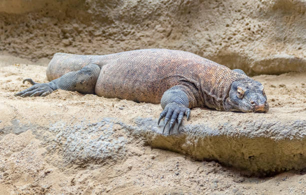 Komodo dragon in desert ambiance
