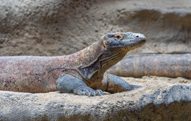 istock Komodo dragon in desert ambiance 1041619726