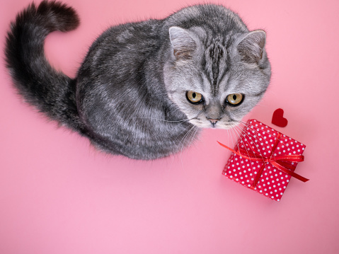 cat sitting next to the gift with heart and looking up at the camera, pink background, empty space for text.