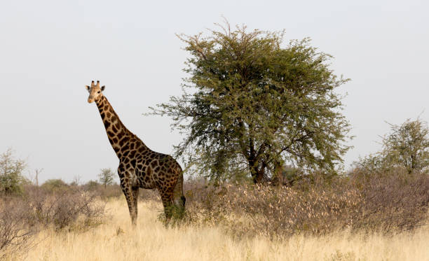 istock Adult giraffe in Namibia 1041620316
