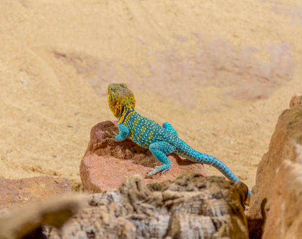 istock rainbow agama in desert ambiance 1041620588