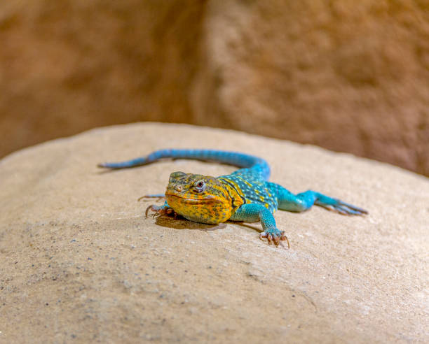 rainbow agama in rocky ambiance