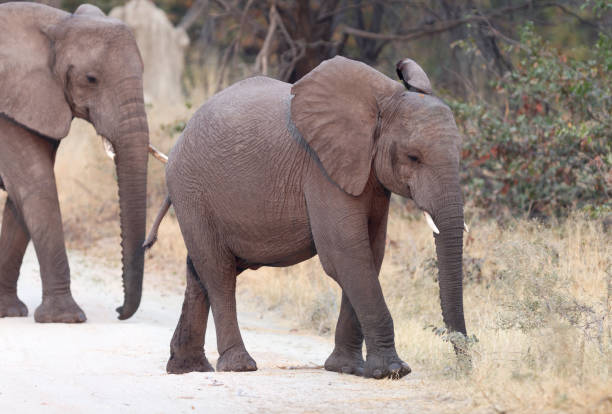 istock Elephant family crossing a road 1041620728