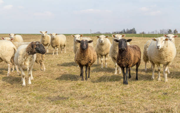 pecore su un prato - jumbuck foto e immagini stock