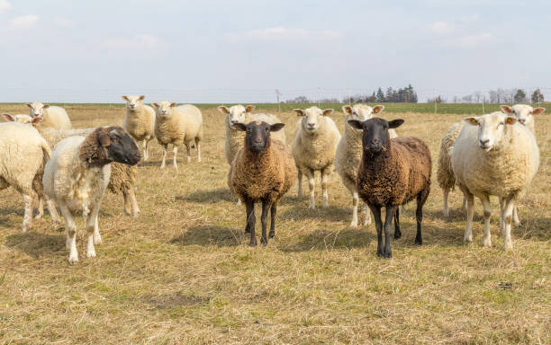 sheep on a meadow - jumbuck imagens e fotografias de stock