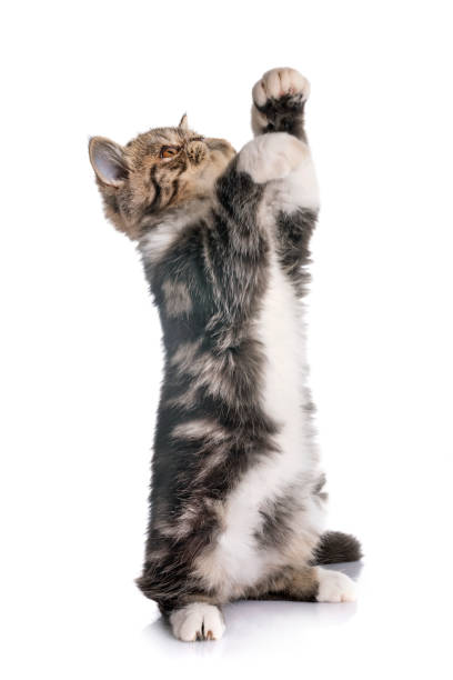 istock exotic shorthair kitten 1041623298