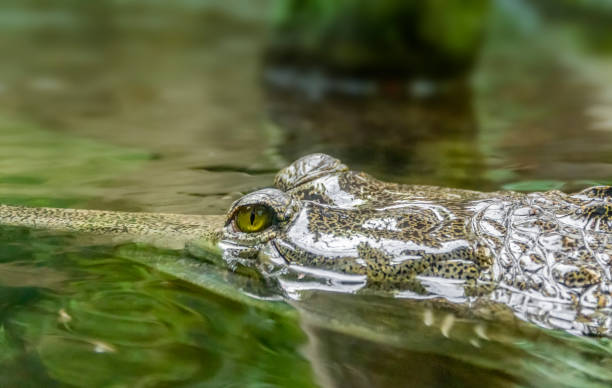 istock swimming Gharial closeup 1041623484