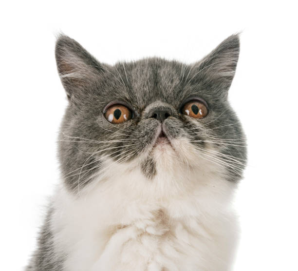 istock exotic shorthair kitten 1041623524