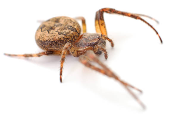 istock House spider isolated. 1041627118