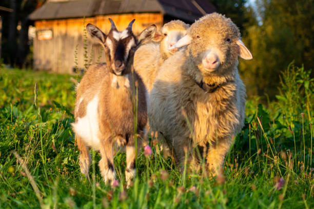 pecore e capre al pascolo nel villaggio montuoso - sheep flock of sheep pasture mountain foto e immagini stock