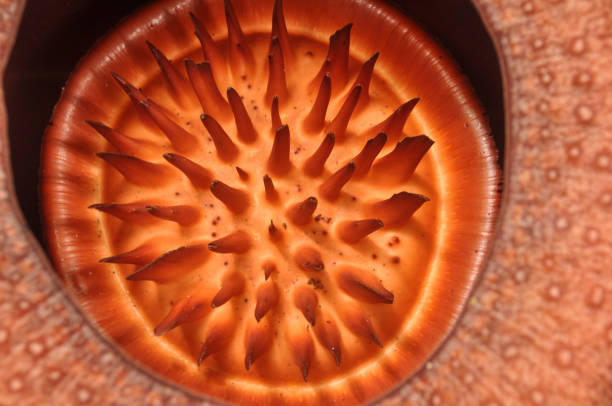 Rafflesia in the Malaysian jungle