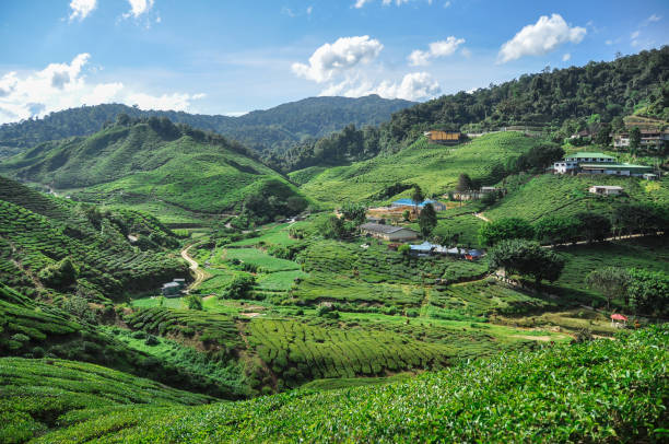 istock Cameron valley tea in Malaysia 1041634062