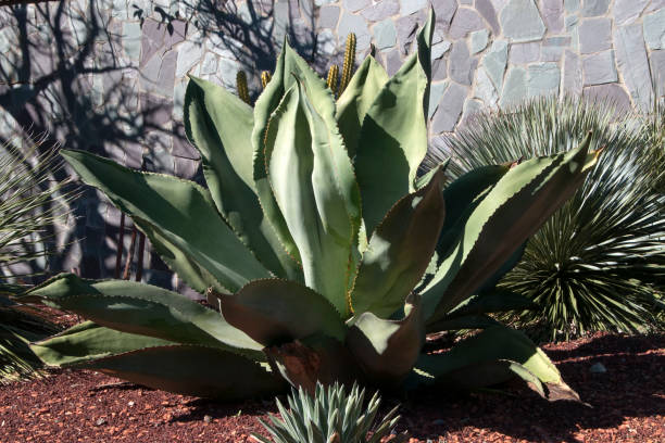 istock Large succulent plant on a sunny day 1041634742