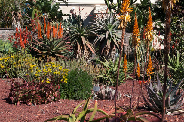 istock Succulent garden in bloom 1041634980