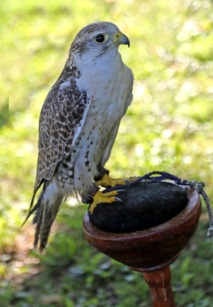 istock young falcon peregrine 1041635088