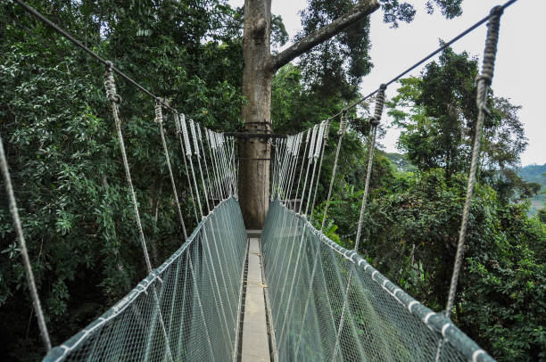 istock Canopy bridge in Malaysia 1041637112