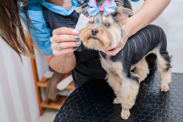 istock Hands combing york terrier. Groomer working, cute little dog. 1041637552