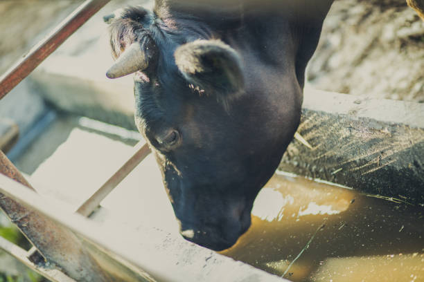 istock Healthy cows, healthy milk. 1041638186