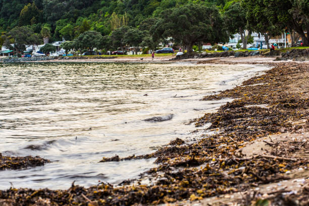 istock Matakatia Beach - Whangaparaoa Peninsular 1041640312