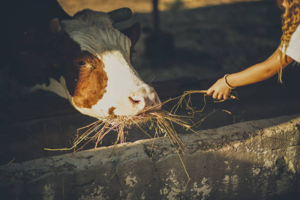 istock Take care of the animals. 1041641130