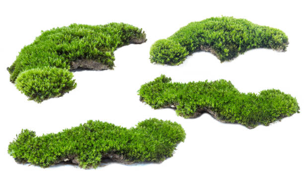 istock Green moss isolated on white background close up. 1041644892