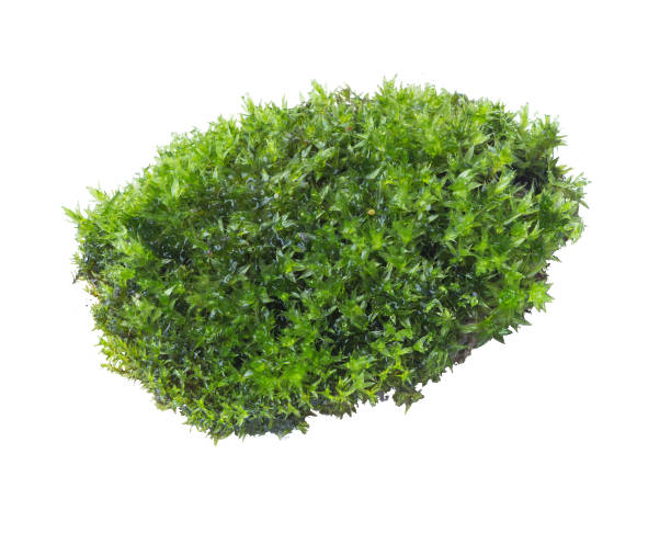 istock Green moss isolated on white background close up. 1041644926