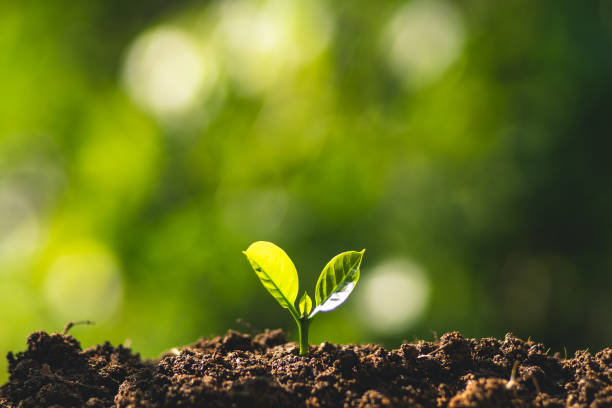 istock small tree sapling Coffee tree Care by hand Natural evening background 1041645086