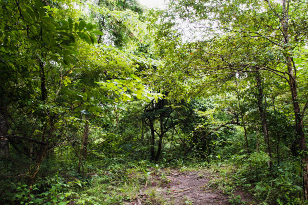 istock walkway in mysterious forest. color effect dark 1041645102