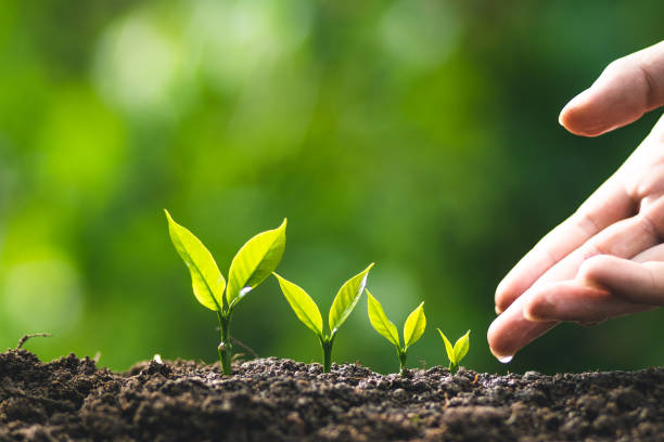 istock small tree sapling Coffee tree Care by hand Natural evening background 1041645184